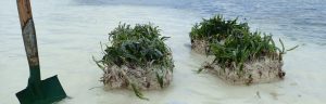 seagrass_restoration_Tarawa_island