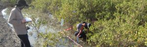 mangrove_health_monitoring_arabian_gulf
